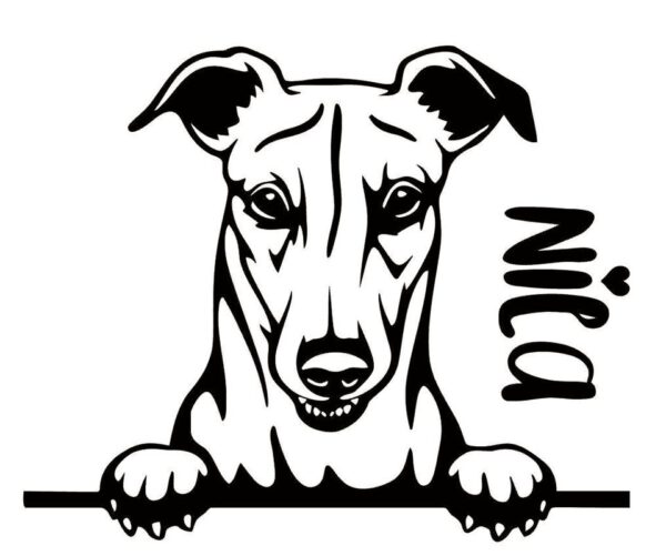 Greyhound